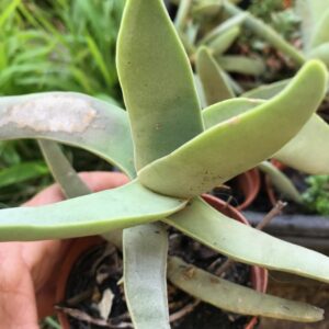 Crassula perfoliata v. falcata ‘propeller plant’ 8cm pot