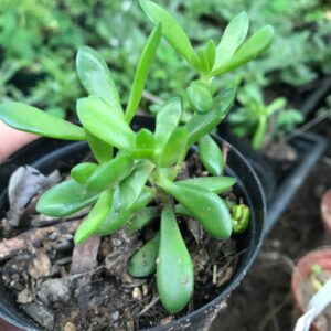 Crassula species ground spread creeper 8cm pot