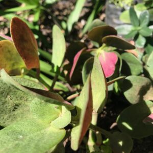 Crassula streyi rooted cutting