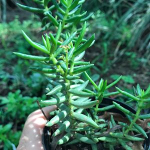 Crassula tetragona miniature pine tree. 8cm pot