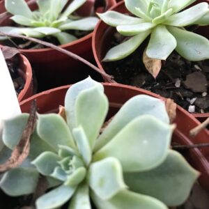 Echeveria Mexican snow ball 8cm pot