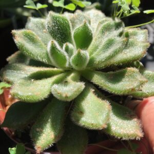 Echeveria ‘Doris Taylor’ Woolly rose 12cm pot
