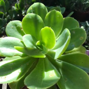 Echeveria pallida 12cm pot