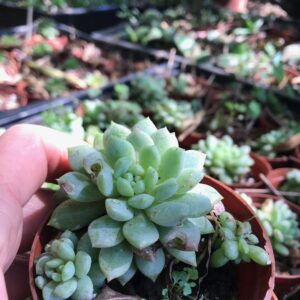 Echeveria prolifica 8cm pot