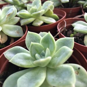 Echeveria rosette 8cm pot
