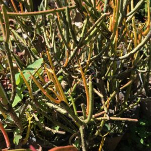 Euphorbia tirucalli ‘Fire sticks’ 12cm pot