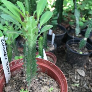 Euphorbia trigona 9cm pot