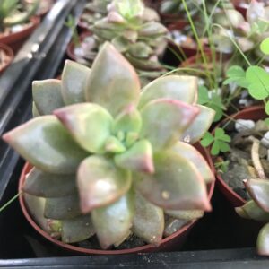 Graptosedum Vera Higgins bronze red 8cm pot