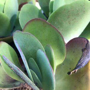 Kalanchoe thrysiflora ‘Paddle plant’ 12cm pot