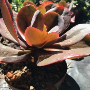 Pachyveria ‘Myrtilla’ 12cm pot