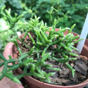 Rhipsalis cereuscula ‘Coral cactus’ 12cm pot