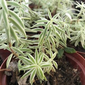 Sedum lineare variegated ‘Sea Urchin’ 9cm pot
