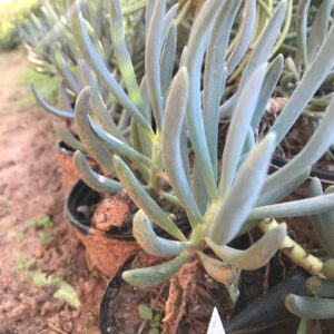 Senecio mandraliscae blue 15cm pot