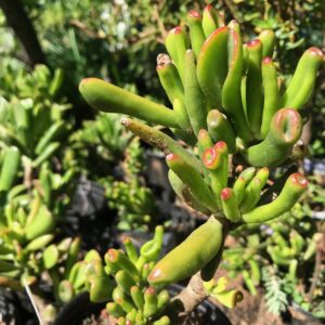Crassula ovata Gollum 12cm pot