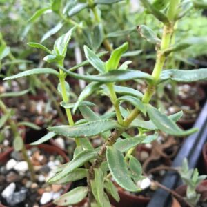 Crassula sarcocaulis bonsai tree 12cm pot