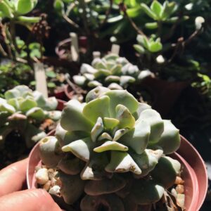 Echeveria cubic frost 12cm pot