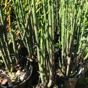 Euphorbia alluaudii ‘Cat tails’ 12cm pot