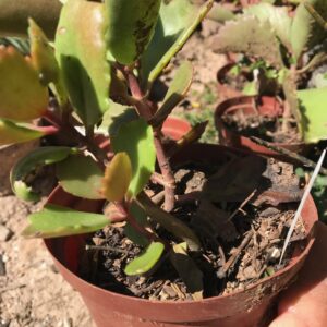 Kalanchoe sexangularis 12cm pot