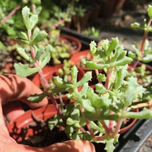 Oscularia deltoides ‘pink ice’ 8cm pot