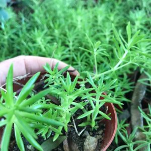 Sedum rupestre Angelina green 8cm pot