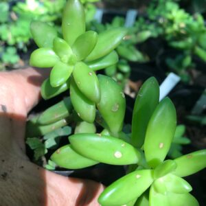 Sedum adolphi ‘golden glow’ Nussbaumerianum 8cm pot