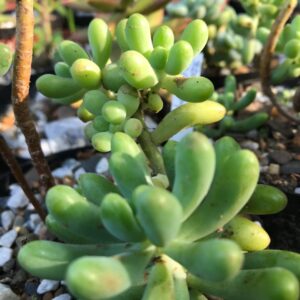 Sedum pachyphyllum blue 8cm pot