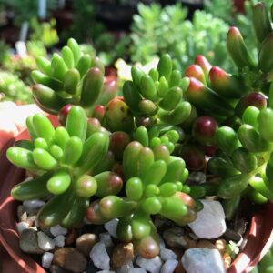 Sedum rubrotinctum red 10cm pot