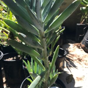 Senecio ficoides 12cm pot