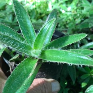 Cyanotis somaliensis ‘pussy ears’ 8cm pot