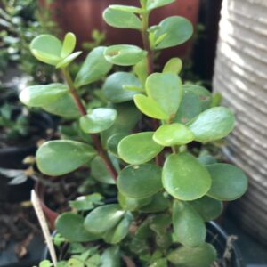 Portulaca afra Spekboom 10cm pot