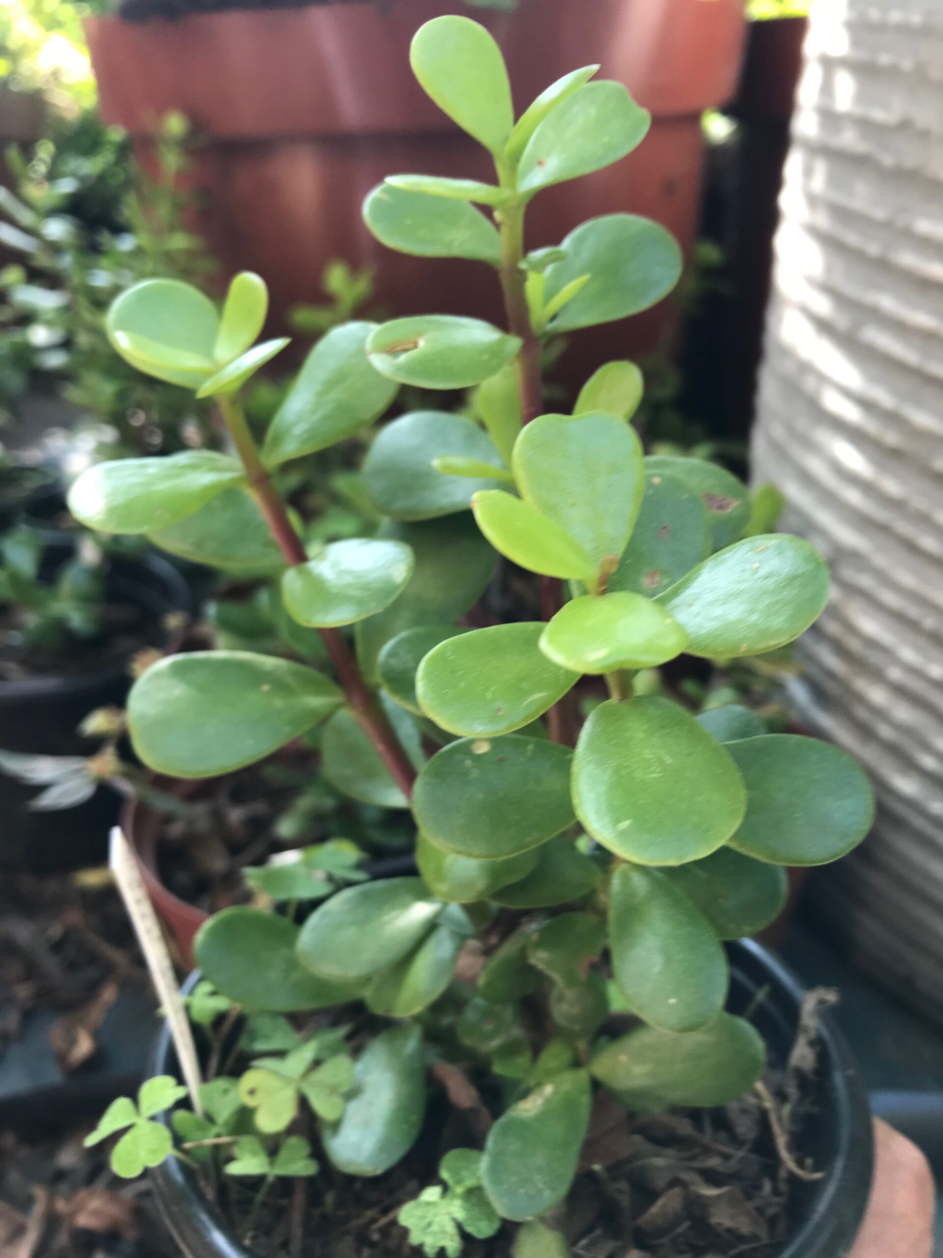 Portulaca afra Spekboom 12 cm pot