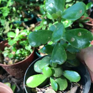 Portulaca afra Spekboom 8 cm pot