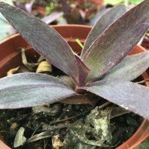 Tradescantia pallida purpurea purple heart 12cm pot